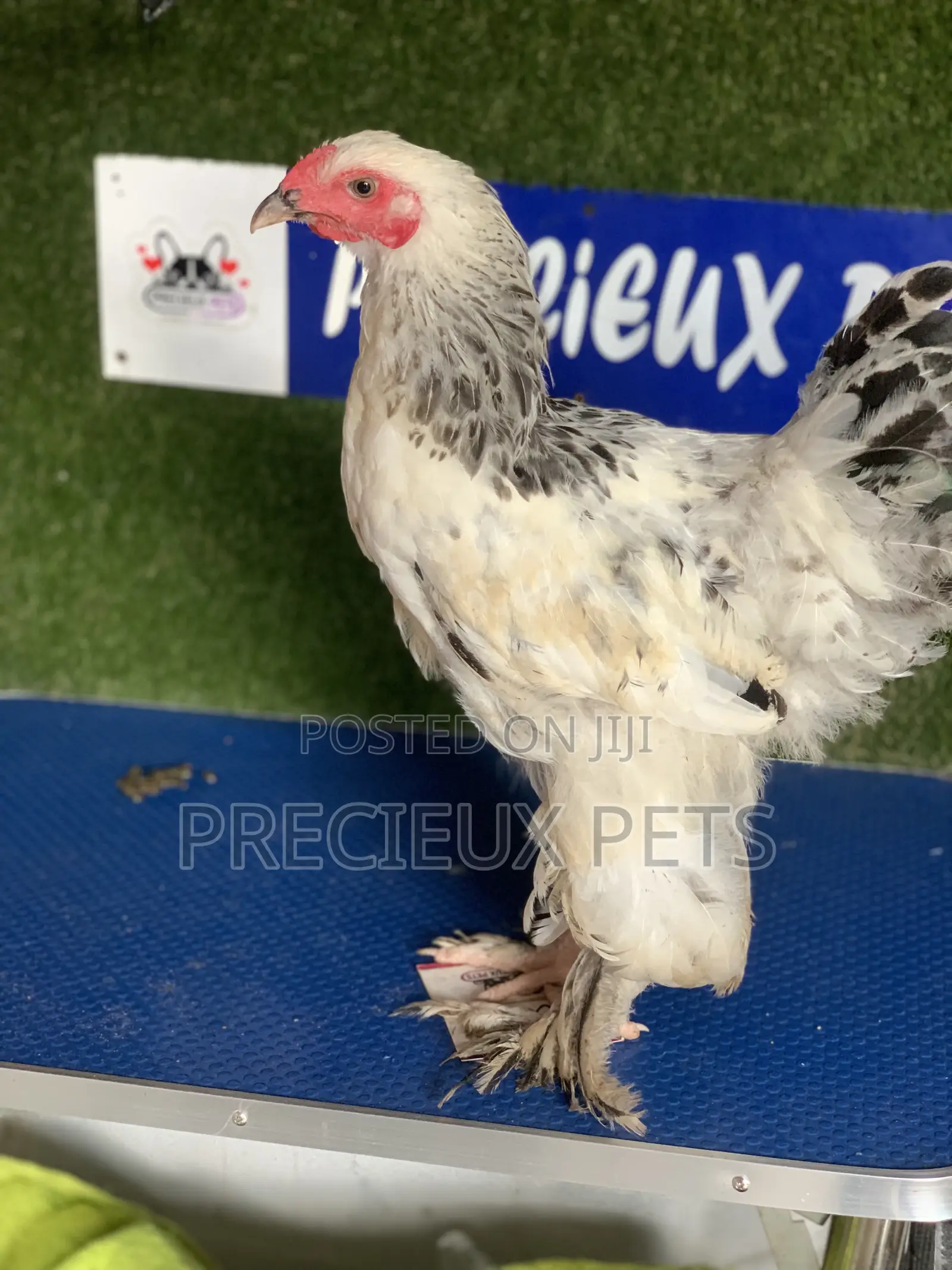 Young Male Brahmas Chick