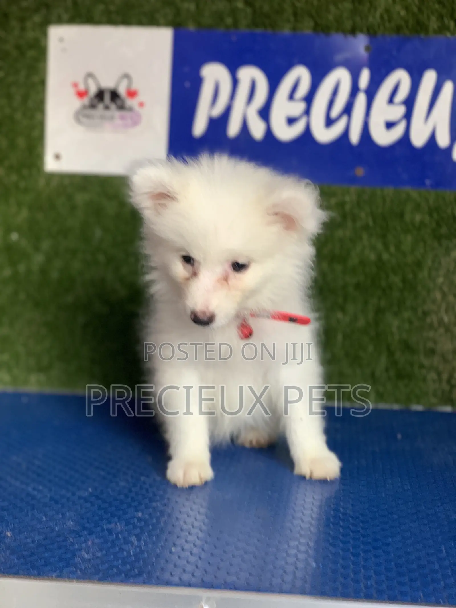 1-3 months Female Purebred American Eskimo