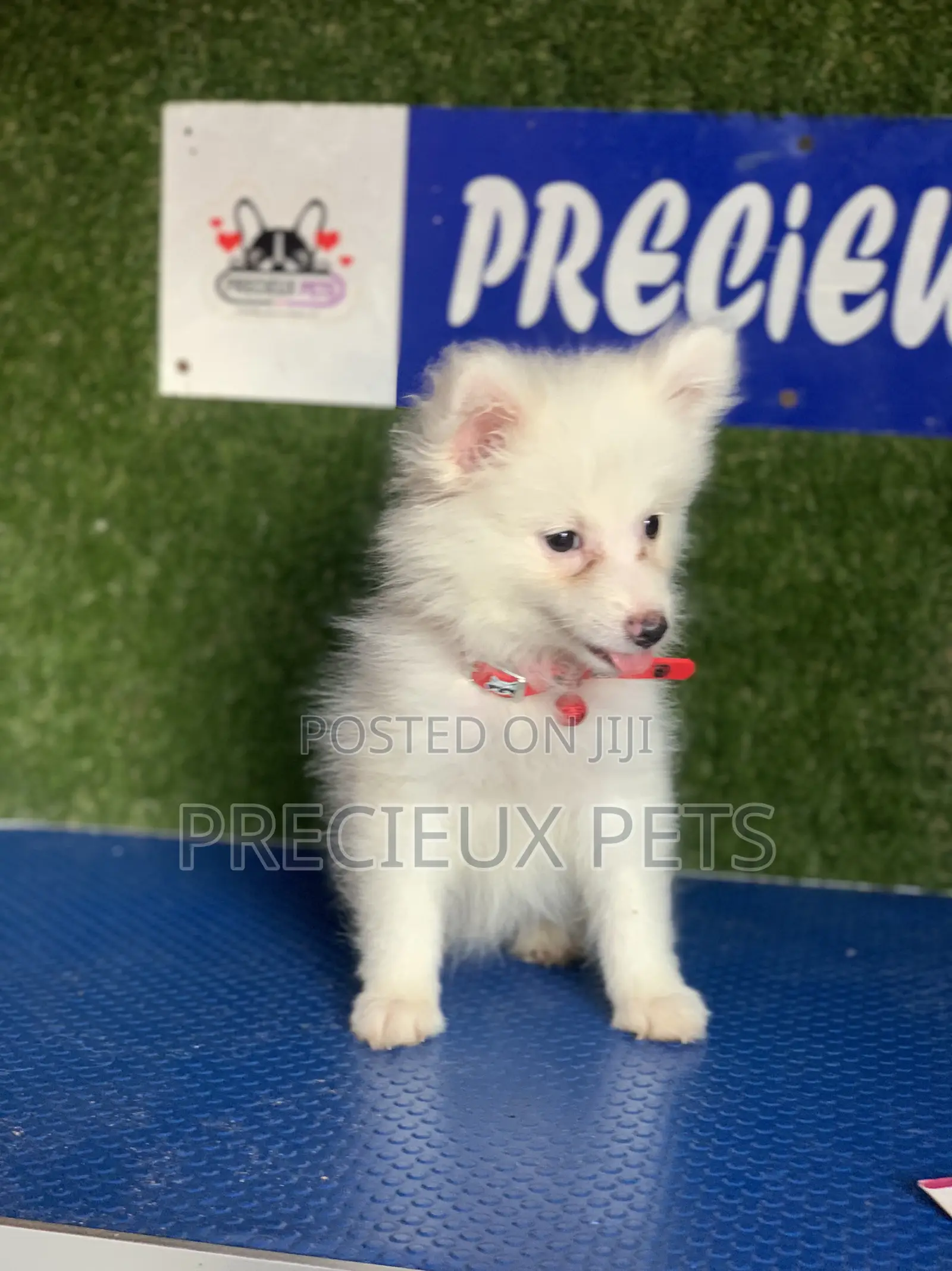 1-3 months Female Purebred American Eskimo