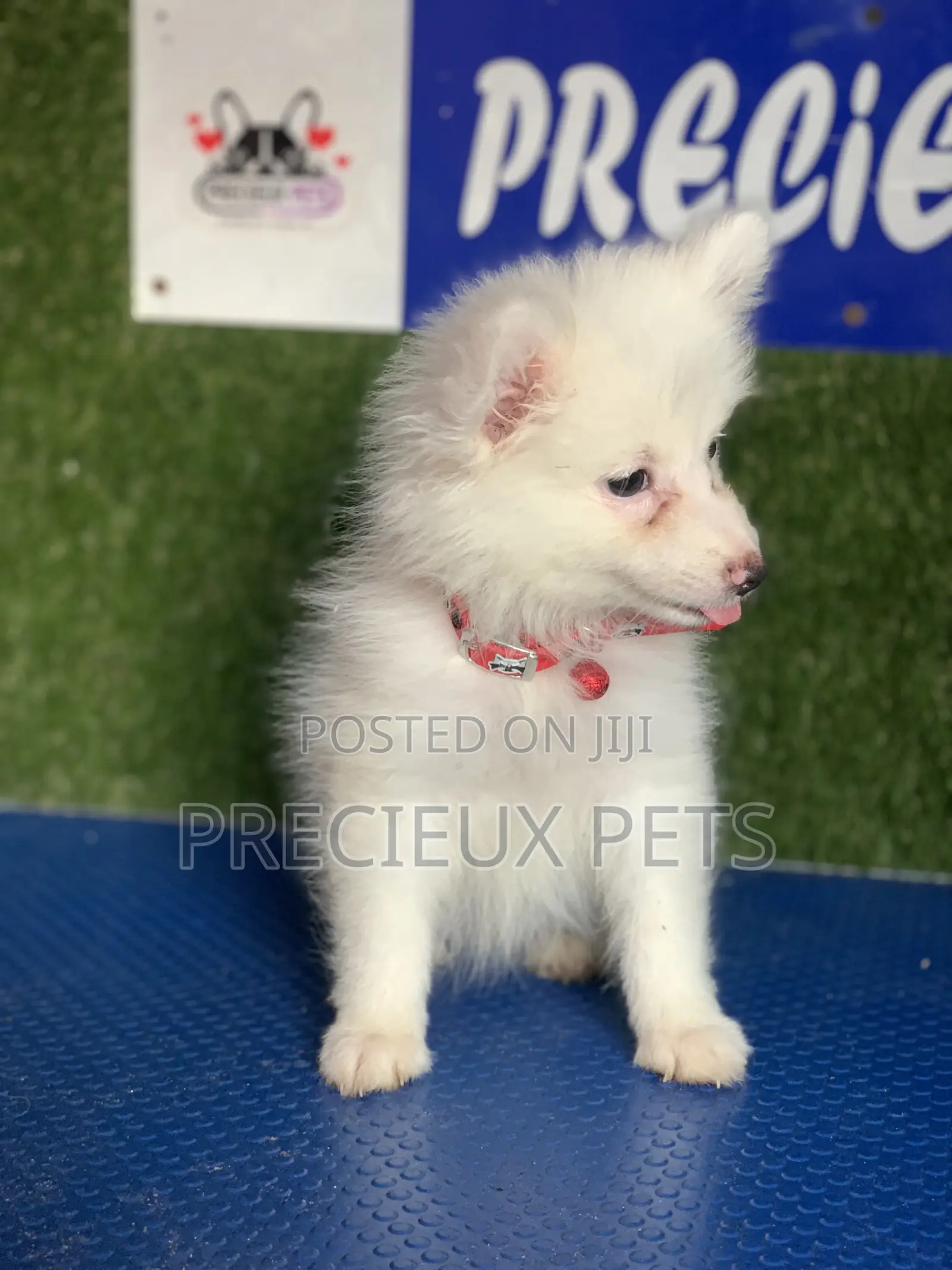1-3 months Female Purebred American Eskimo