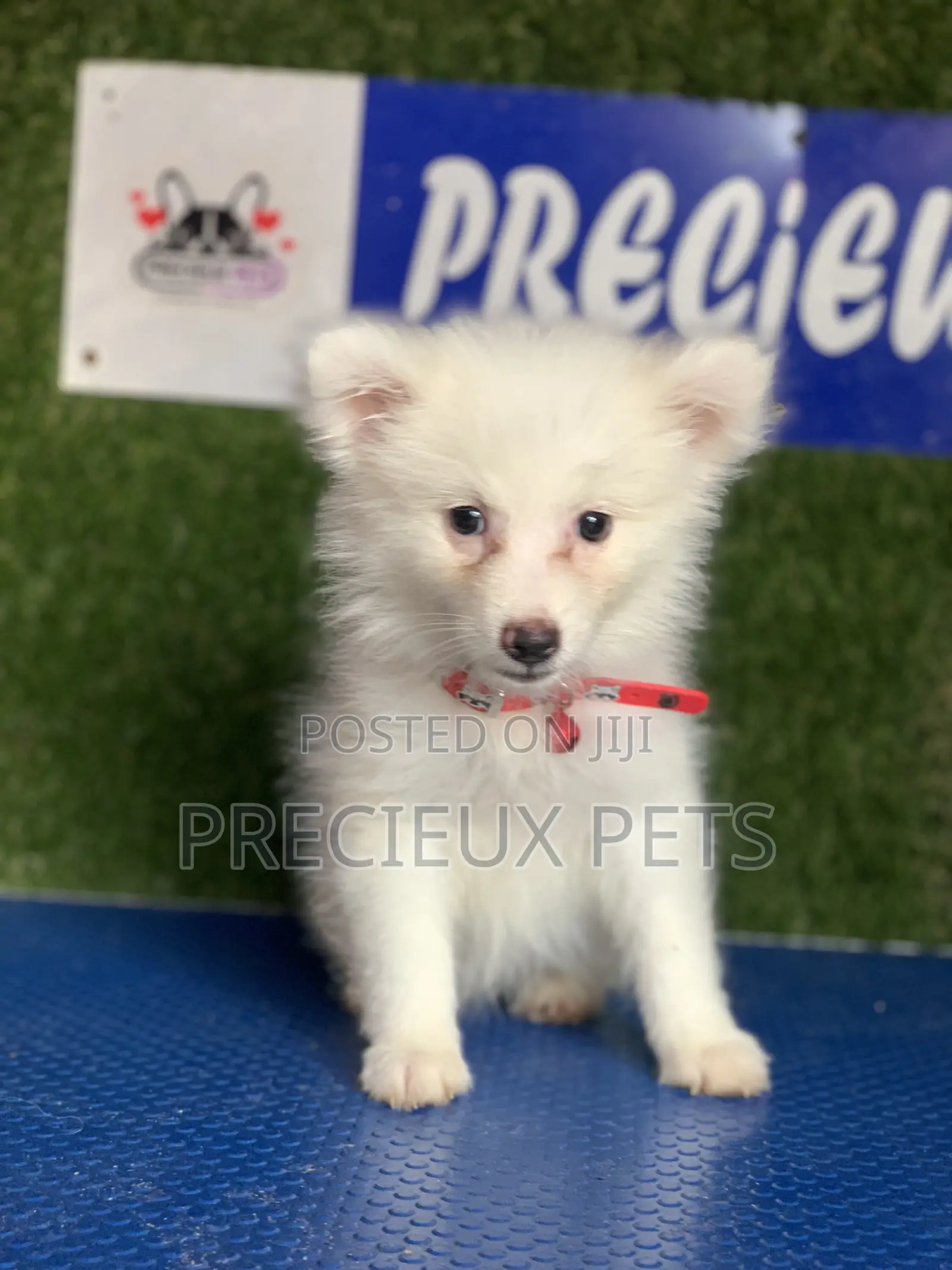 1-3 months Female Purebred American Eskimo