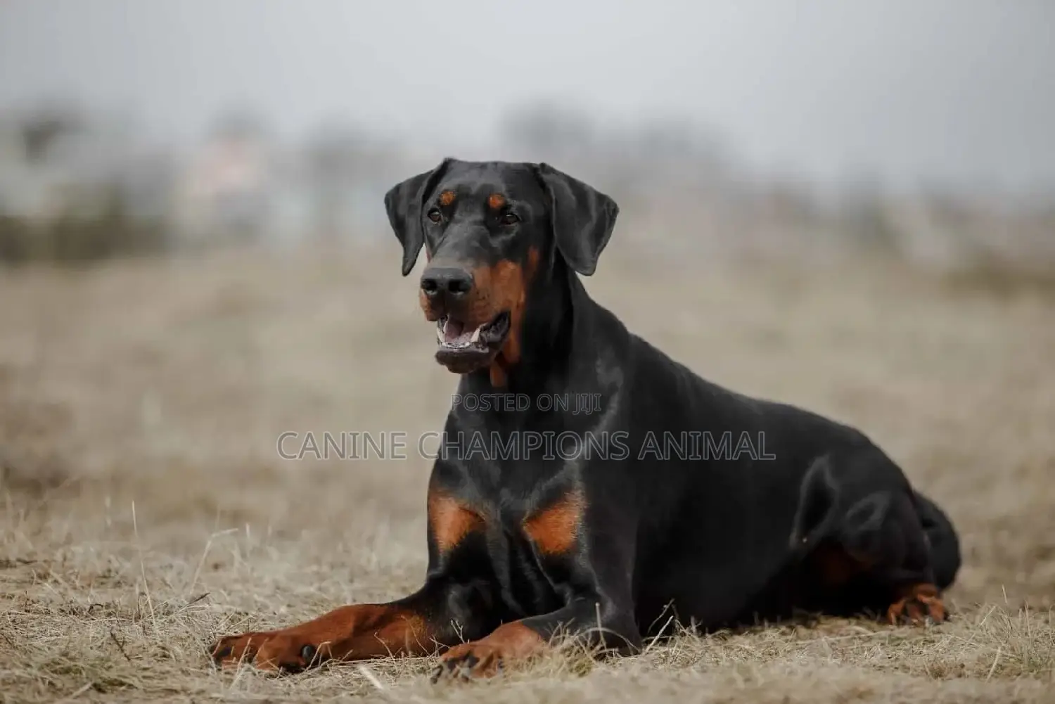 1+ year Male Purebred Doberman Pinscher