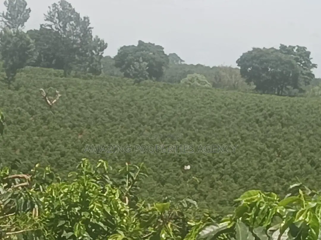 5 Plots of Land at Berekusu