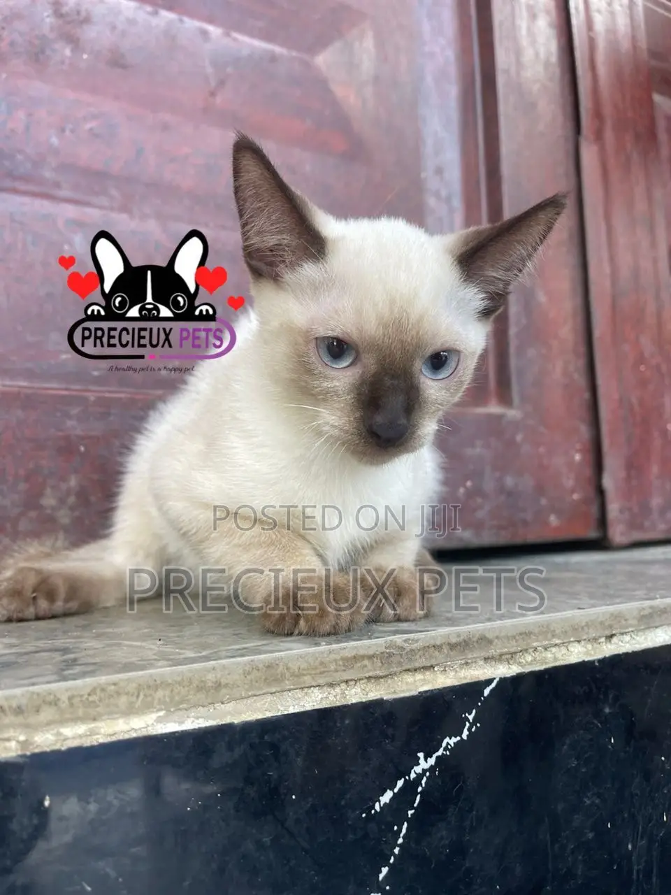 1-3 months Male Purebred Siamese