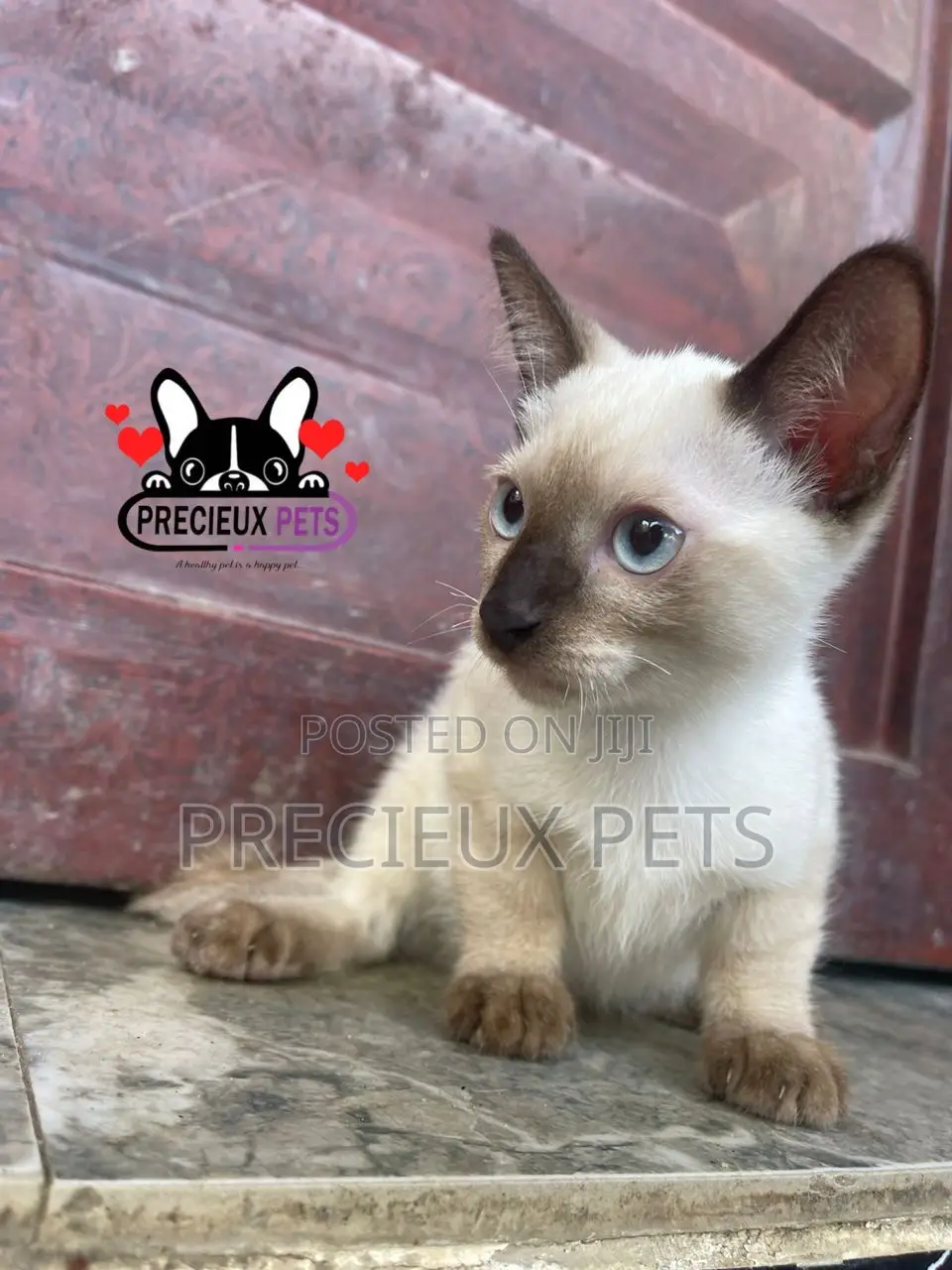 1-3 months Male Purebred Siamese