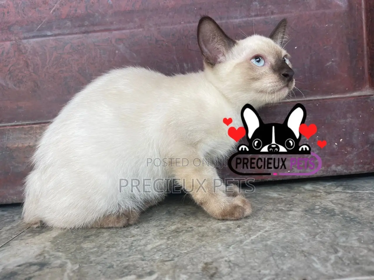 1-3 months Male Purebred Siamese