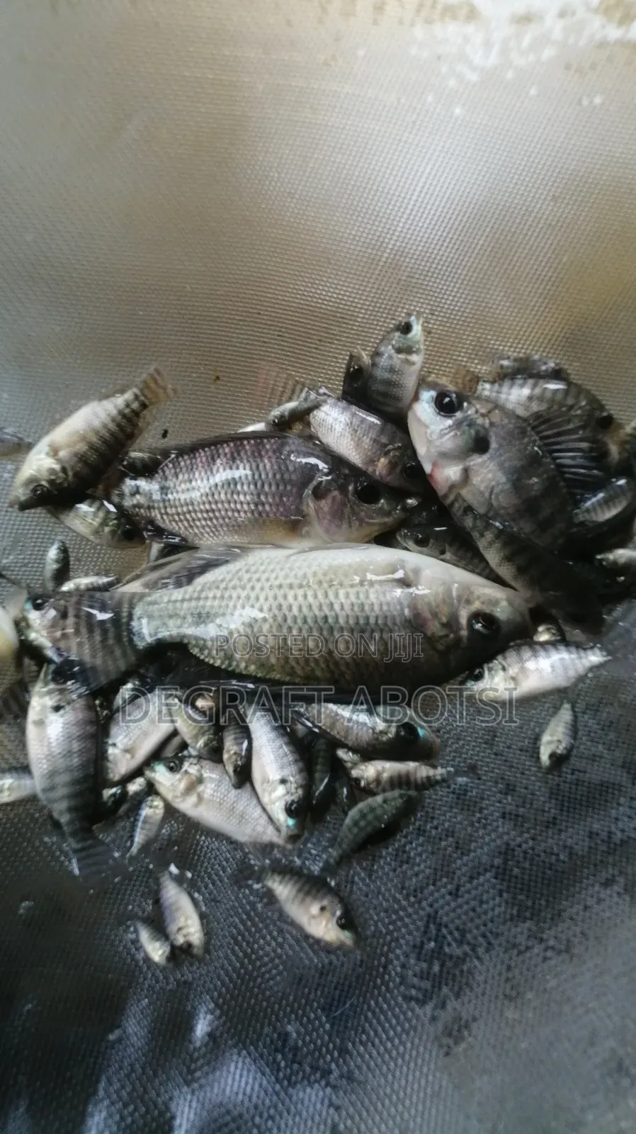 Tilapia Juvinals Available at Weija Farms Going for 0.6/1ghc
