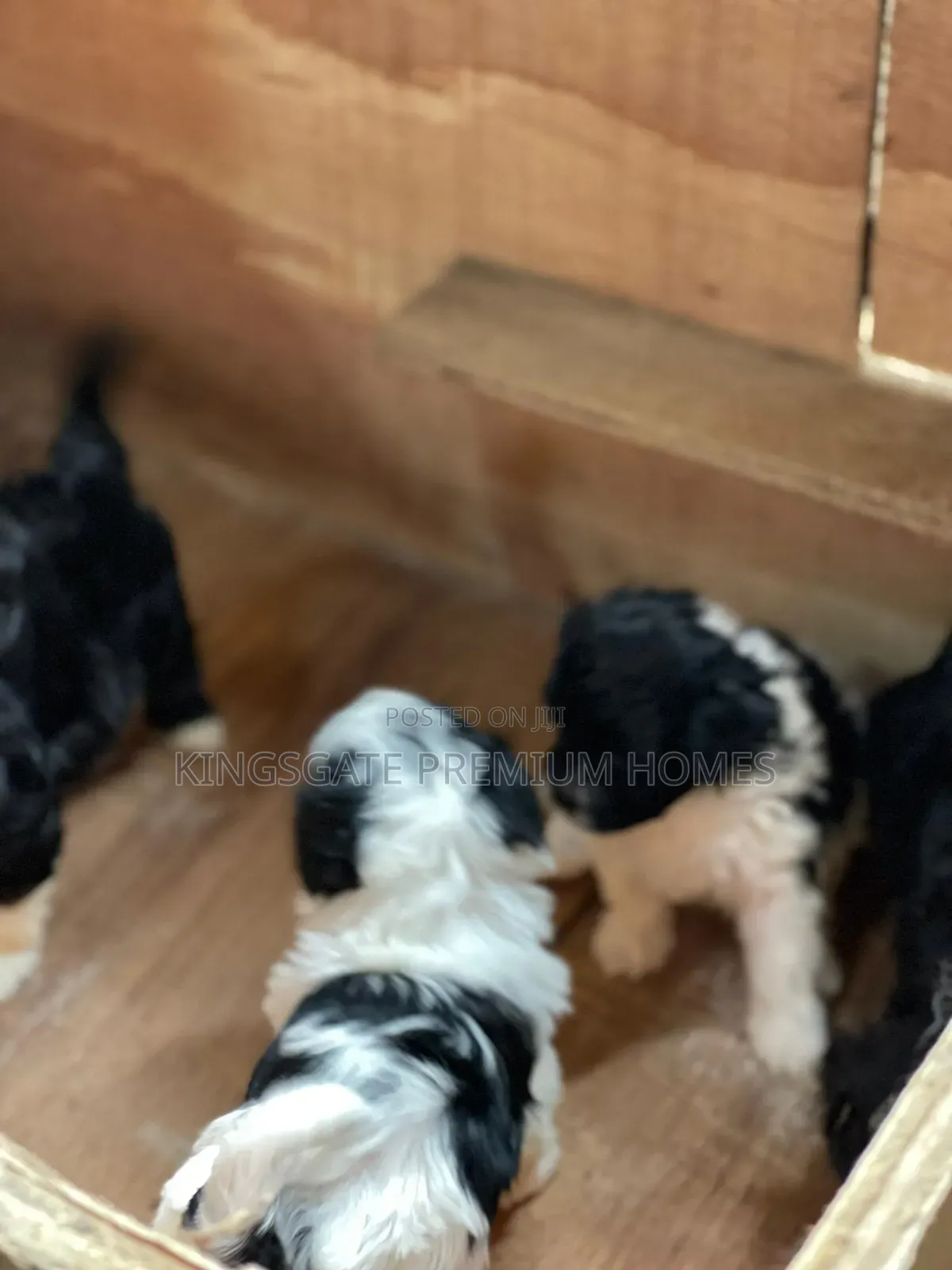 0-1 month Female Purebred Poodle