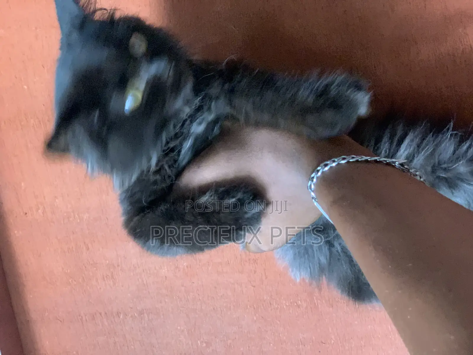 1-3 months Male Purebred Persian