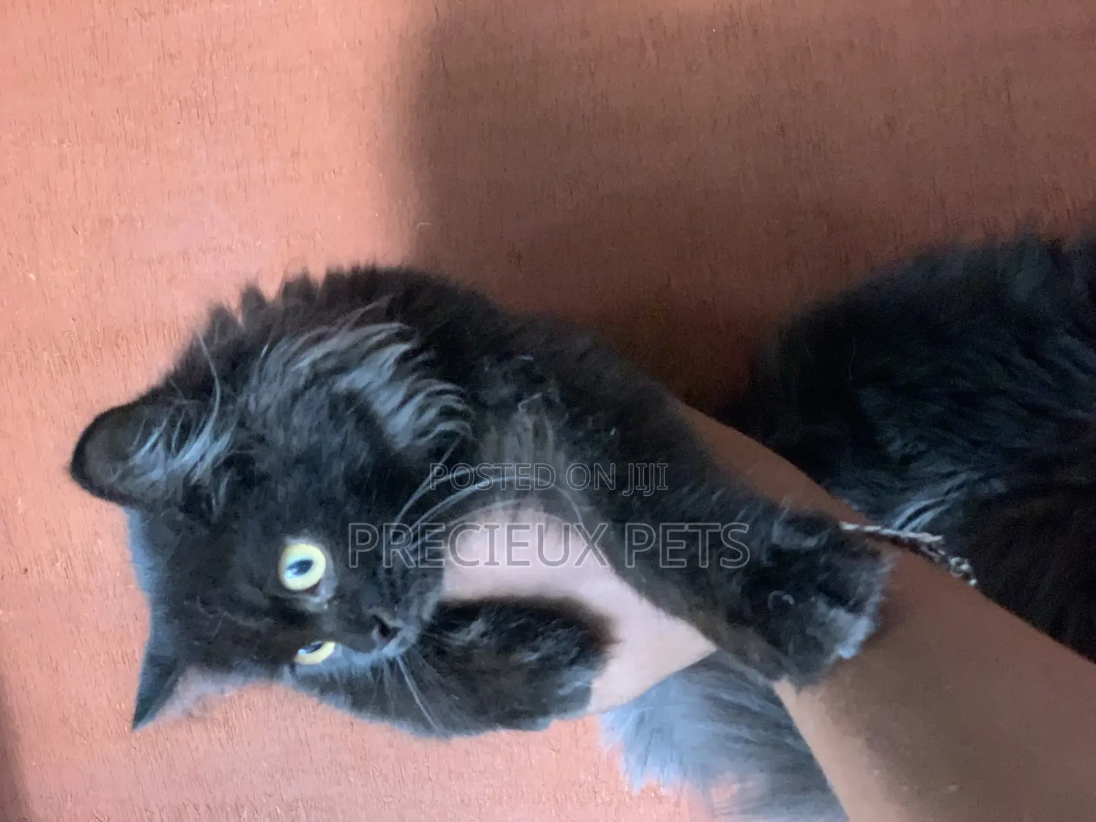 1-3 months Male Purebred Persian