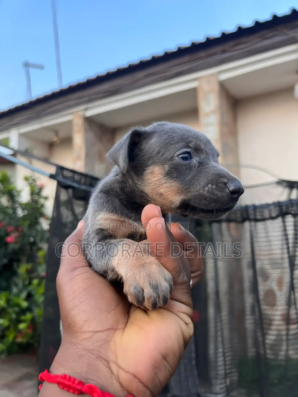 0-1 month Male Purebred Doberman Pinscher