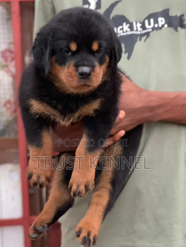 1-3 months Male Purebred Rottweiler