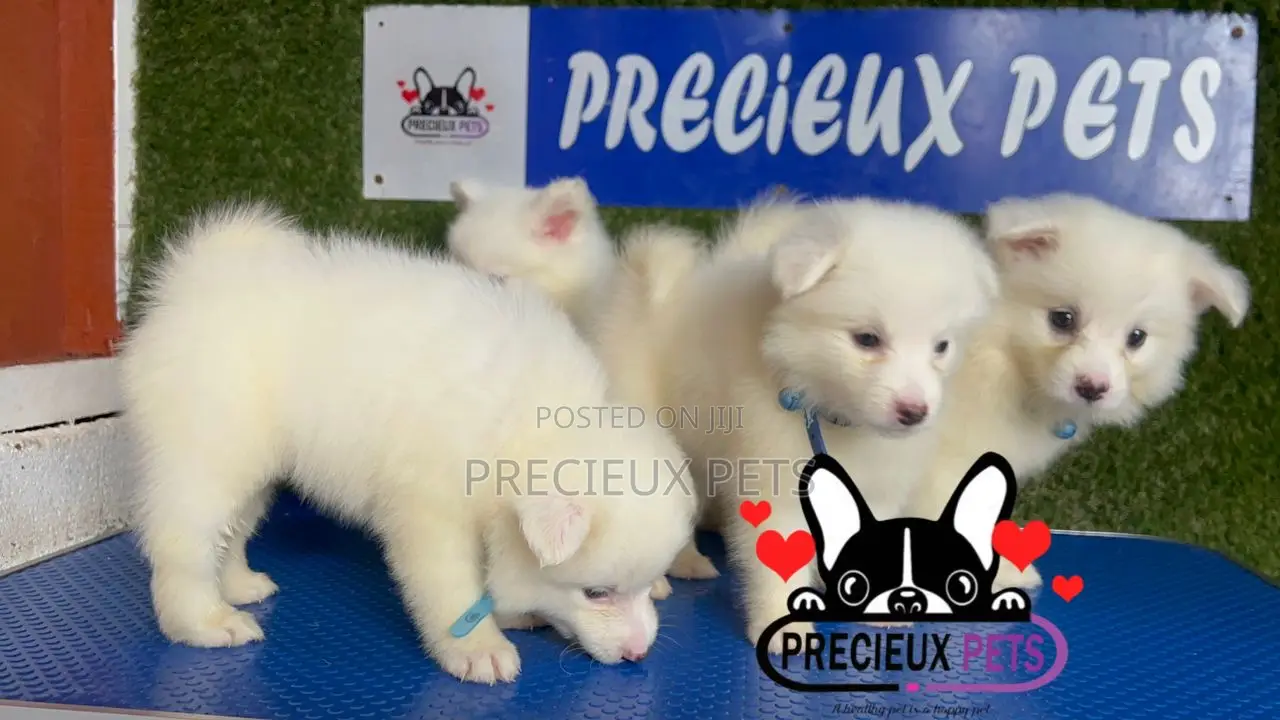 1-3 months Male Purebred American Eskimo
