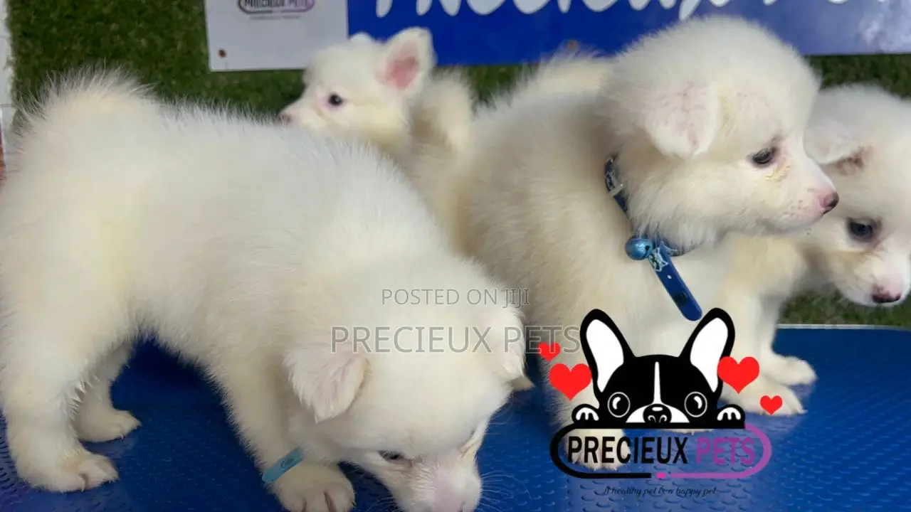 1-3 months Female Purebred American Eskimo