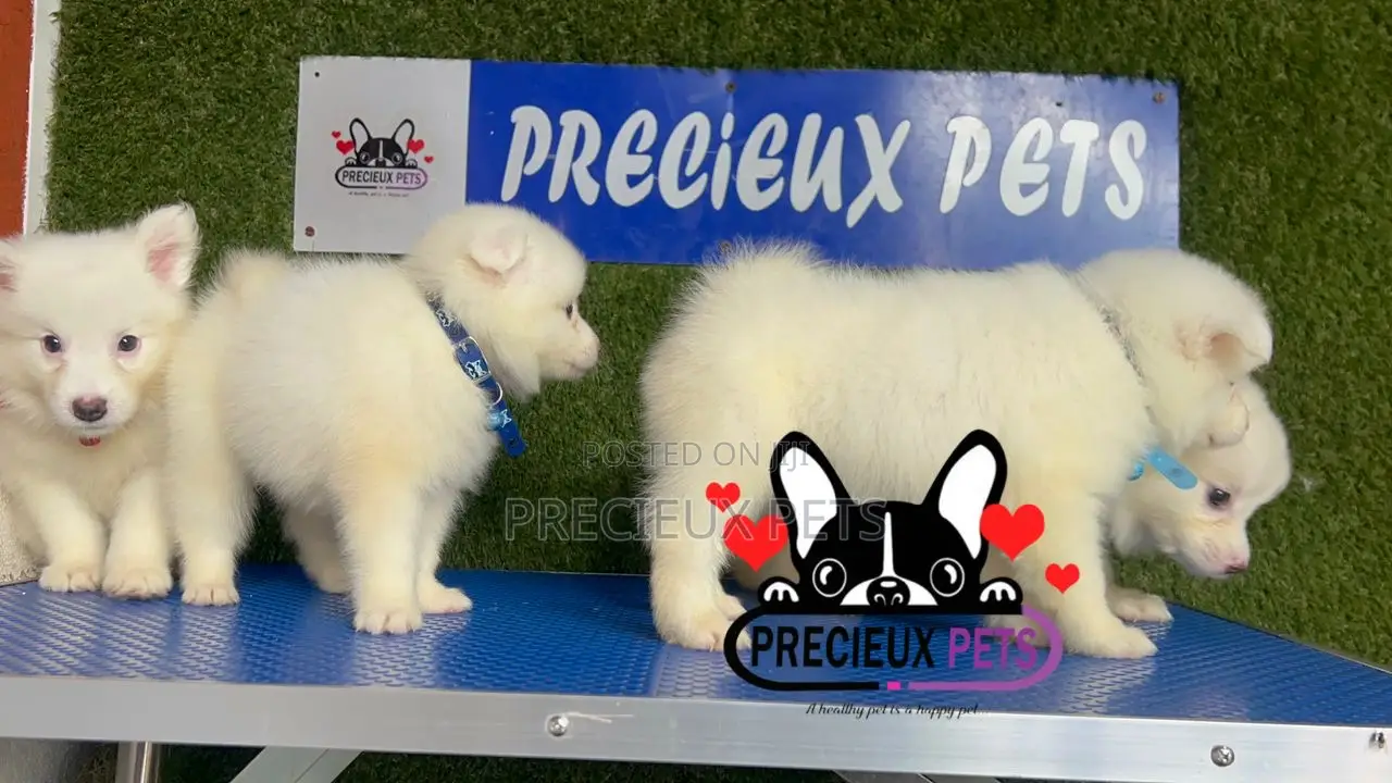 1-3 months Female Purebred American Eskimo