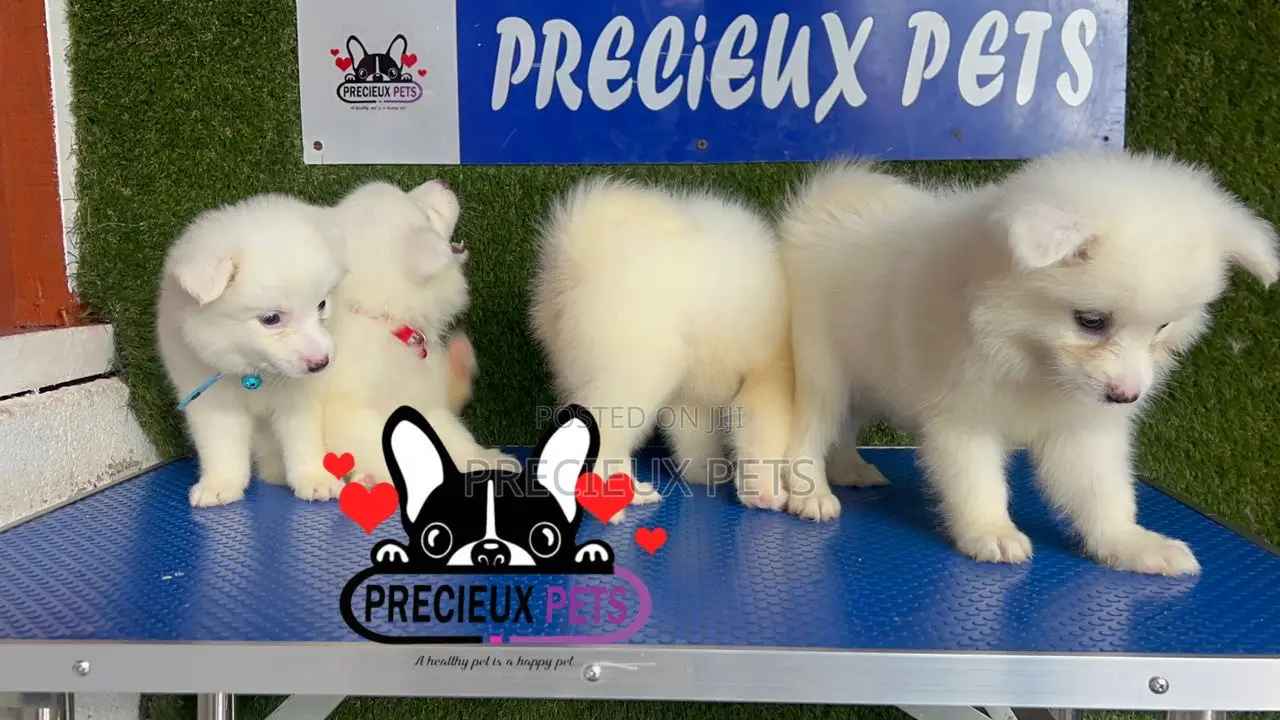 1-3 months Female Purebred American Eskimo