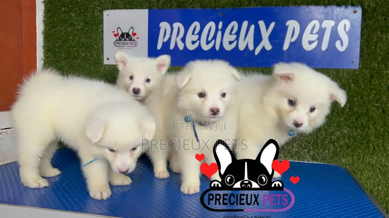 1-3 months Female Purebred American Eskimo