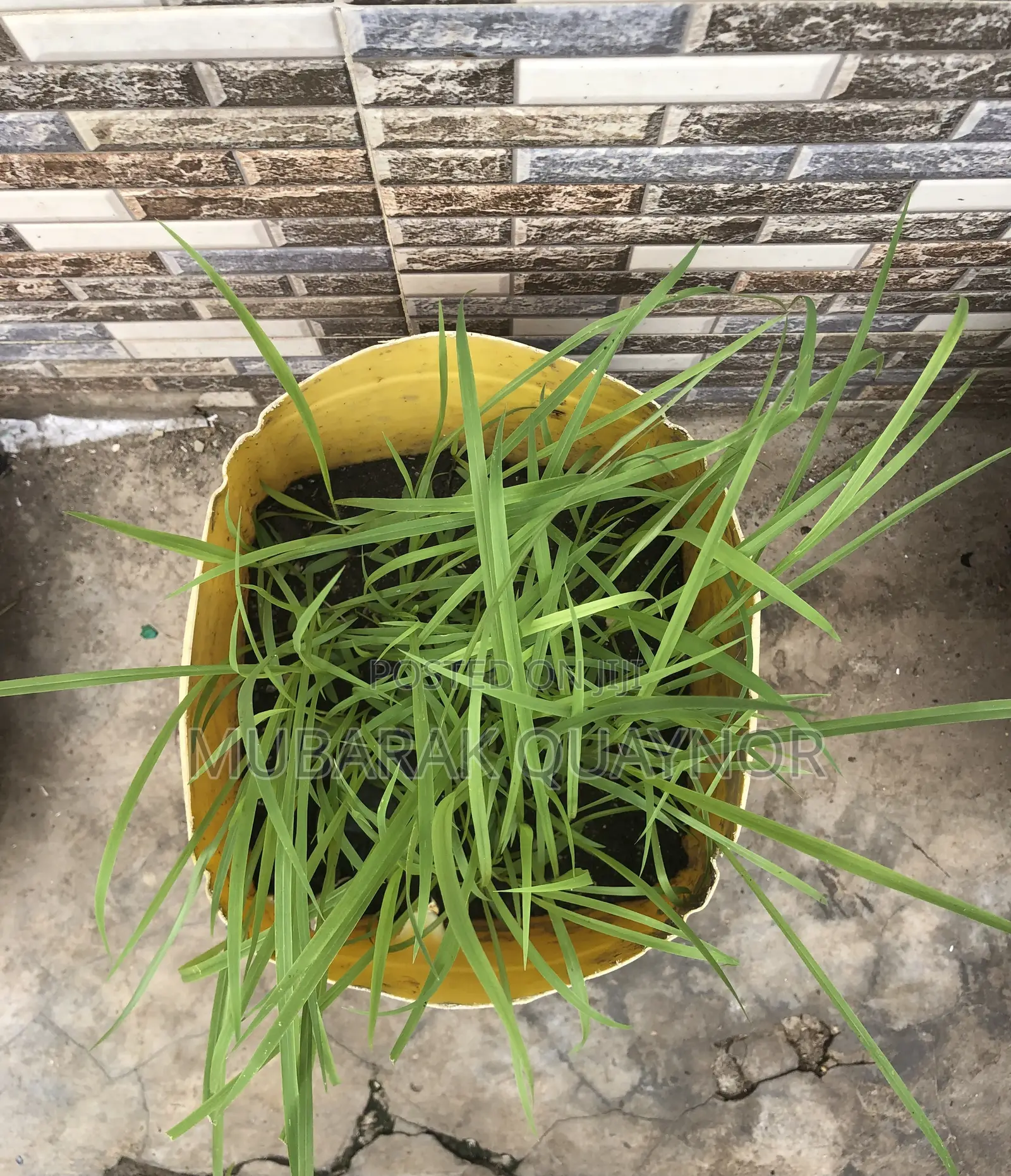 Brachaira Grass Seeds