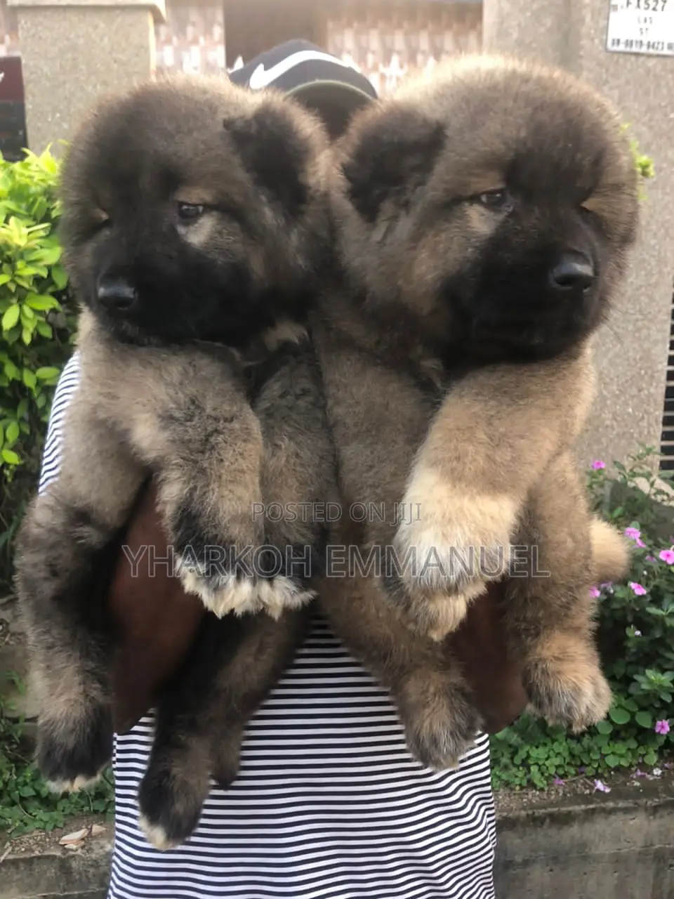 1-3 months Male Purebred Caucasian Shepherd