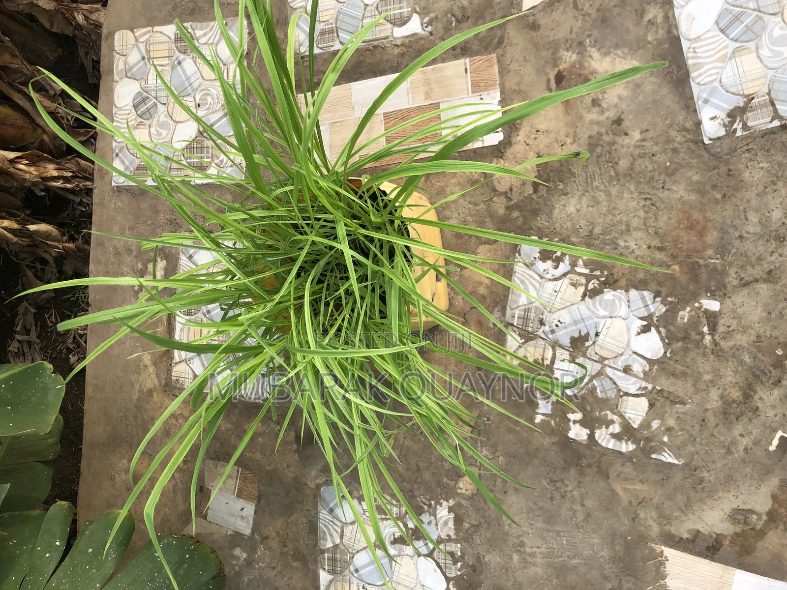 Brachaira Grass Seeds