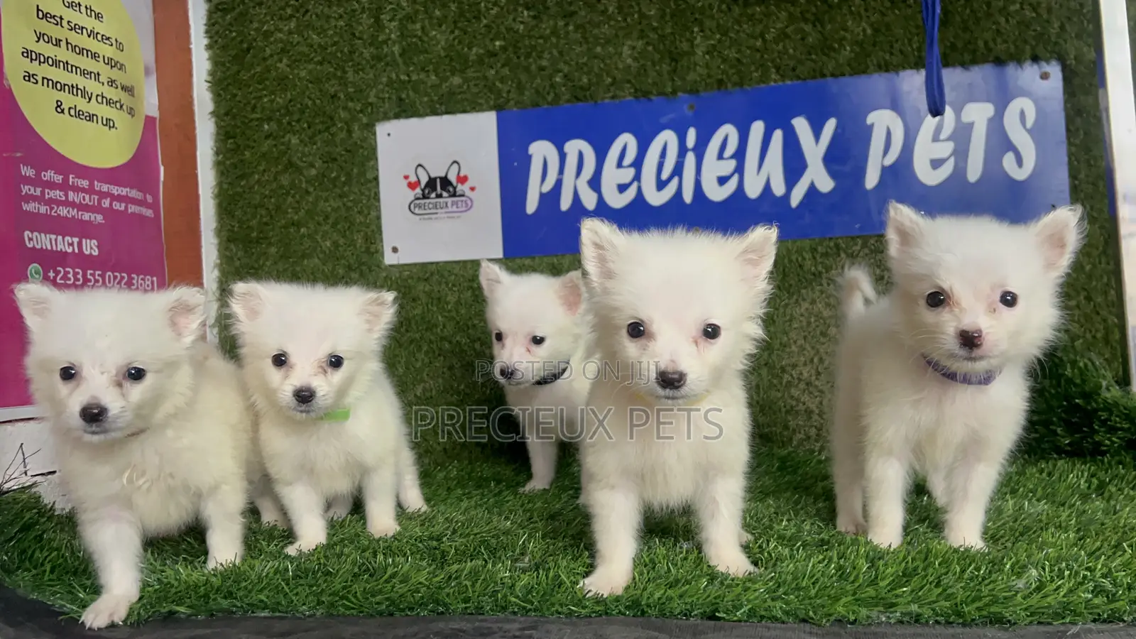 1-3 months Male Purebred American Eskimo