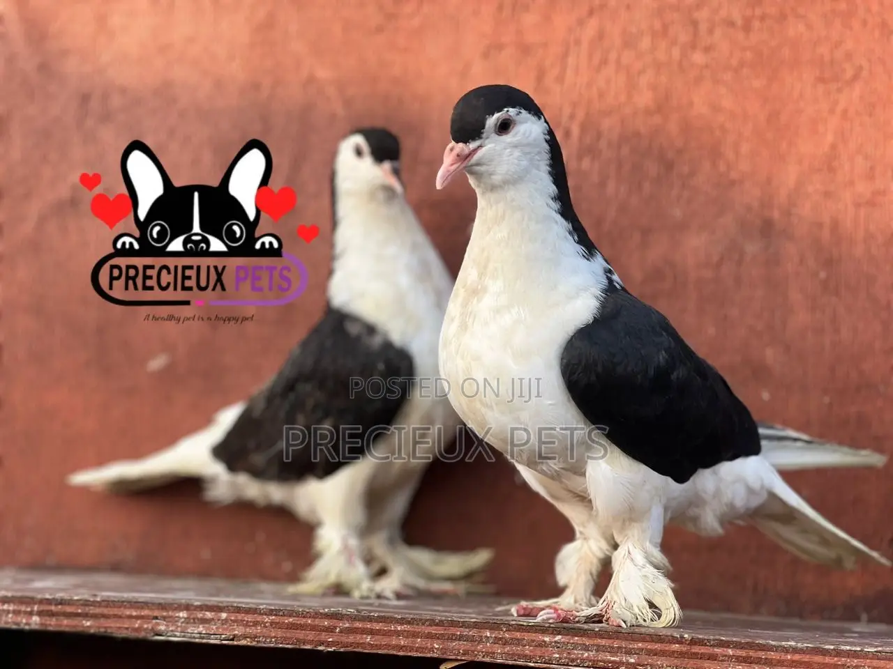 1 Pair of B/W Lahore Pigeons