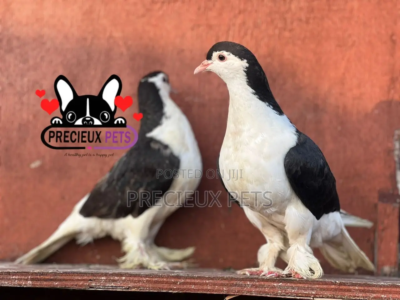1 Pair of B/W Lahore Pigeons