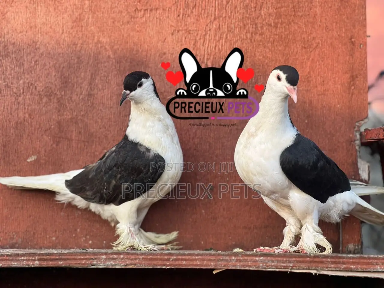 1 Pair of B/W Lahore Pigeons
