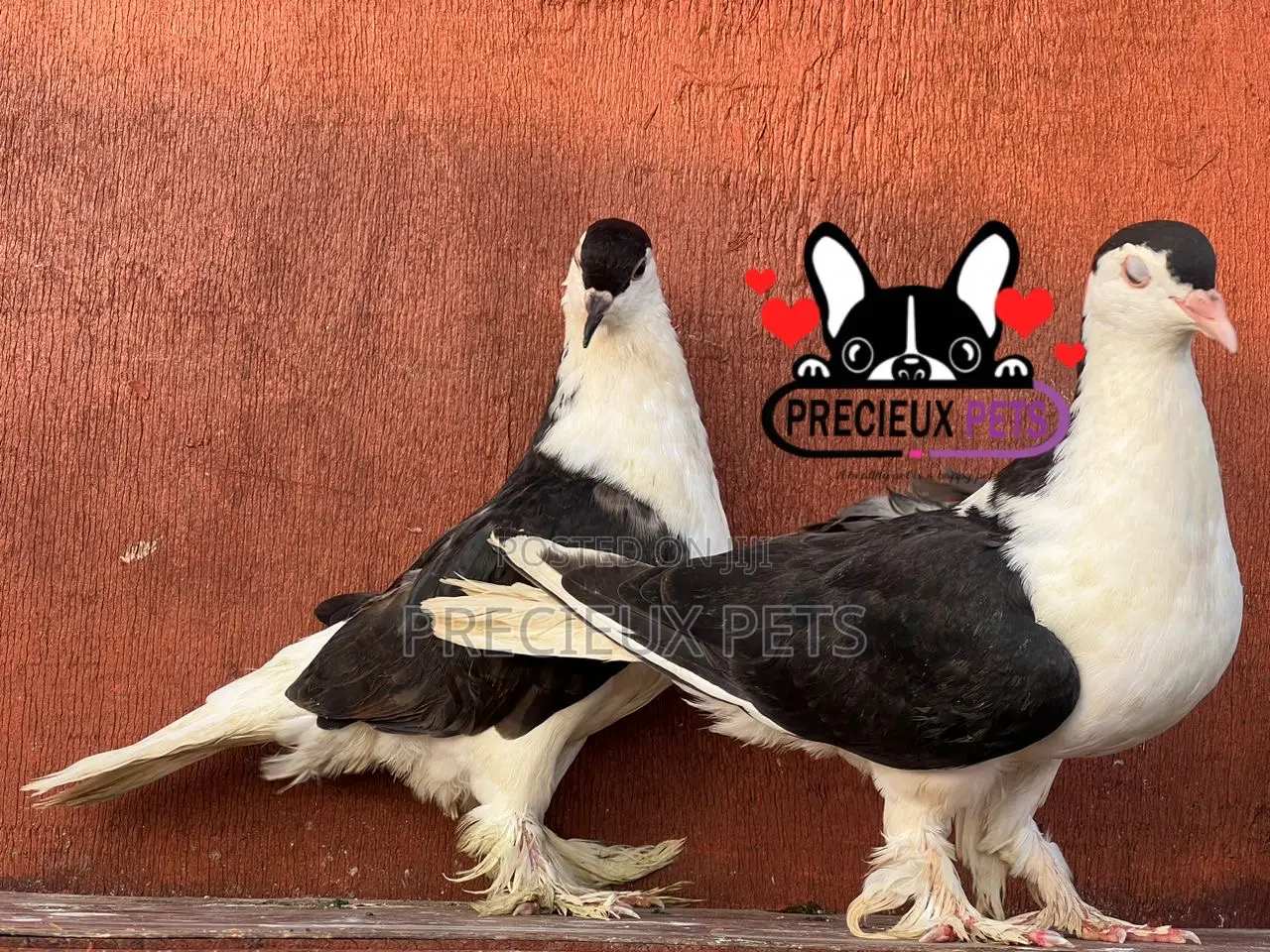 1 Pair of B/W Lahore Pigeons