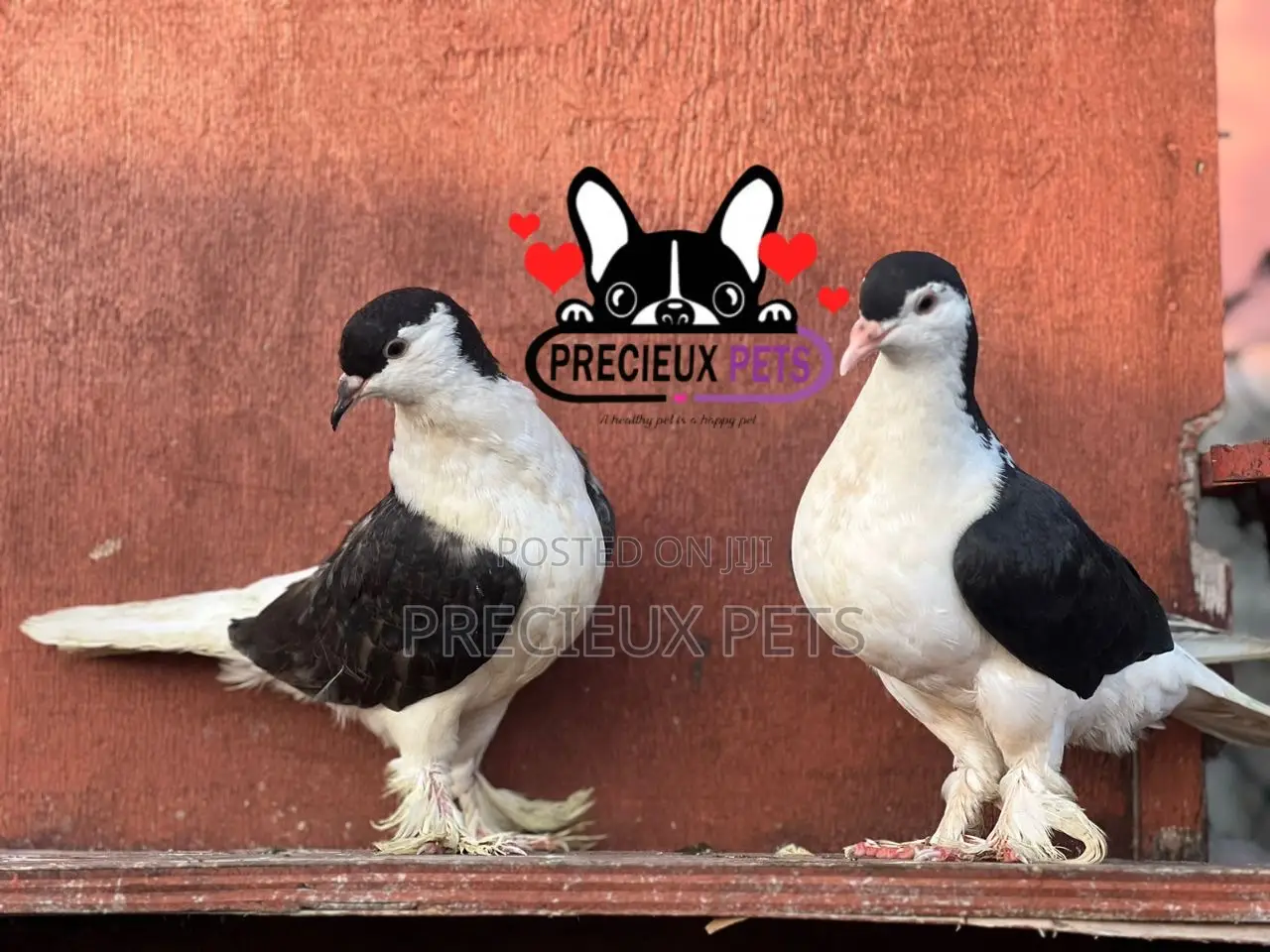 1 Pair of B/W Lahore Pigeons