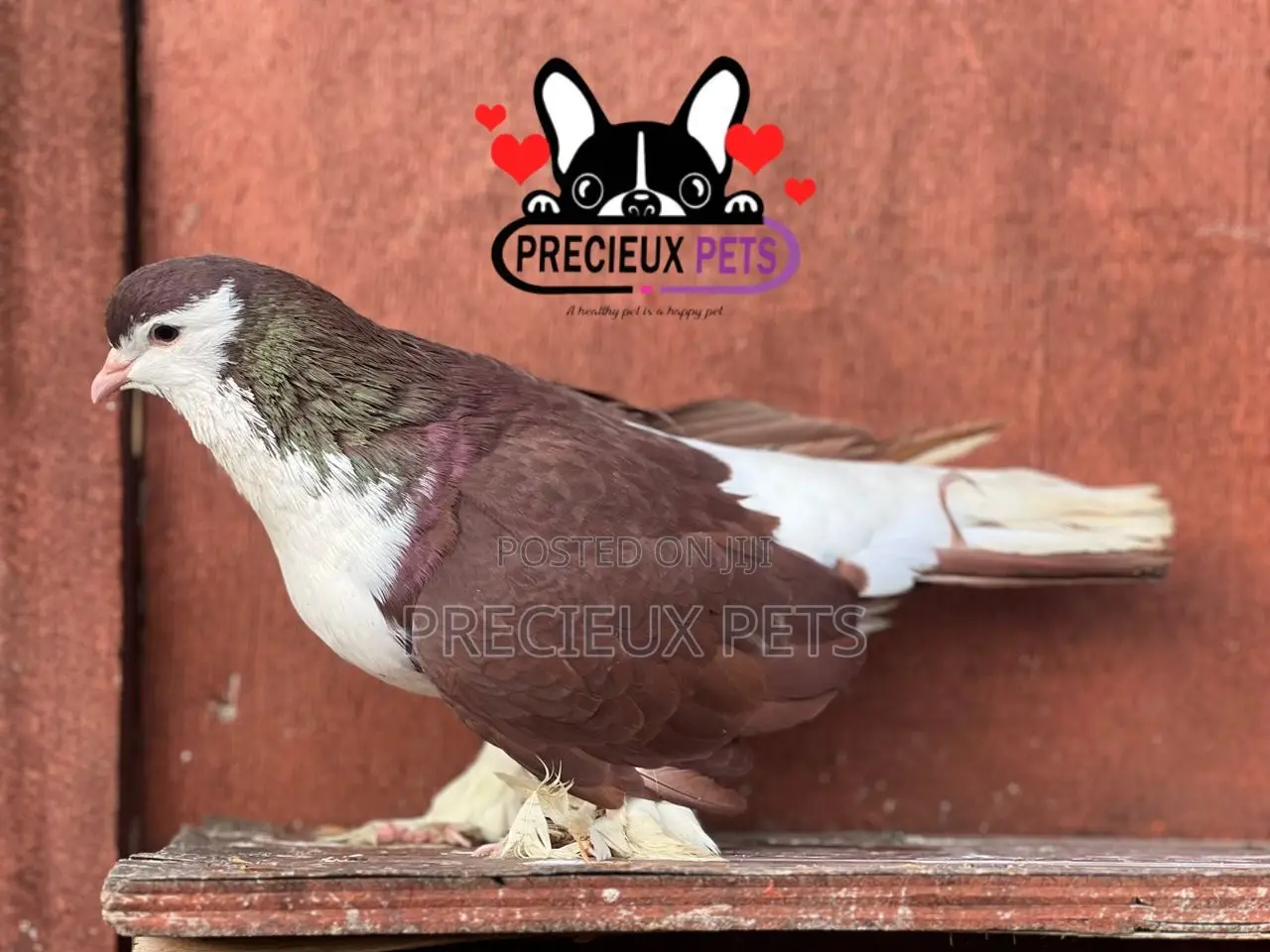 Adult Male Lahore Pigeon