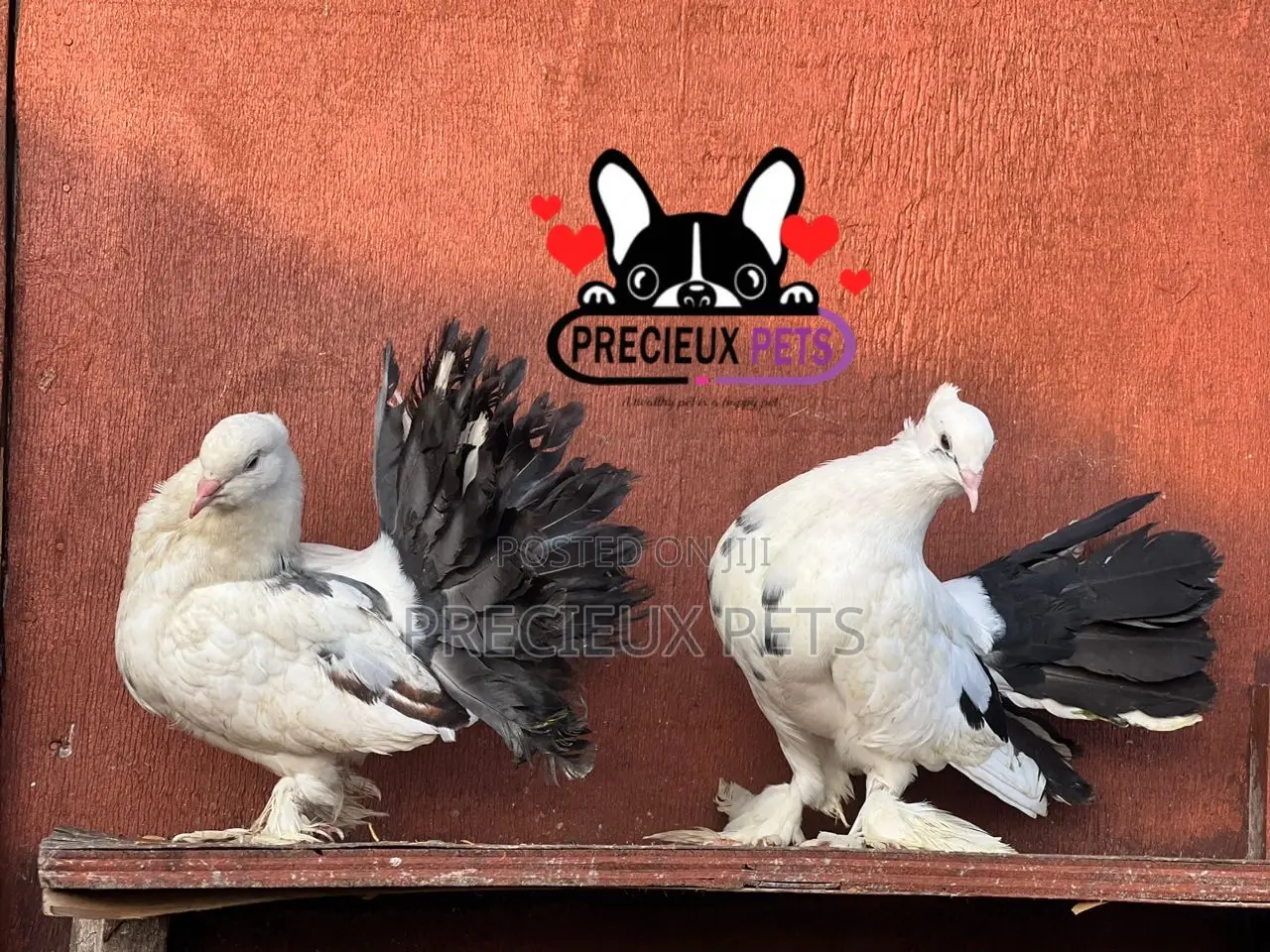 Tricolor Indian Fantail Pigeons