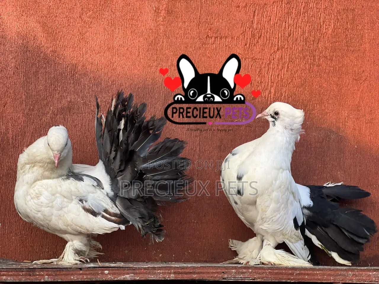 Tricolor Indian Fantail Pigeons