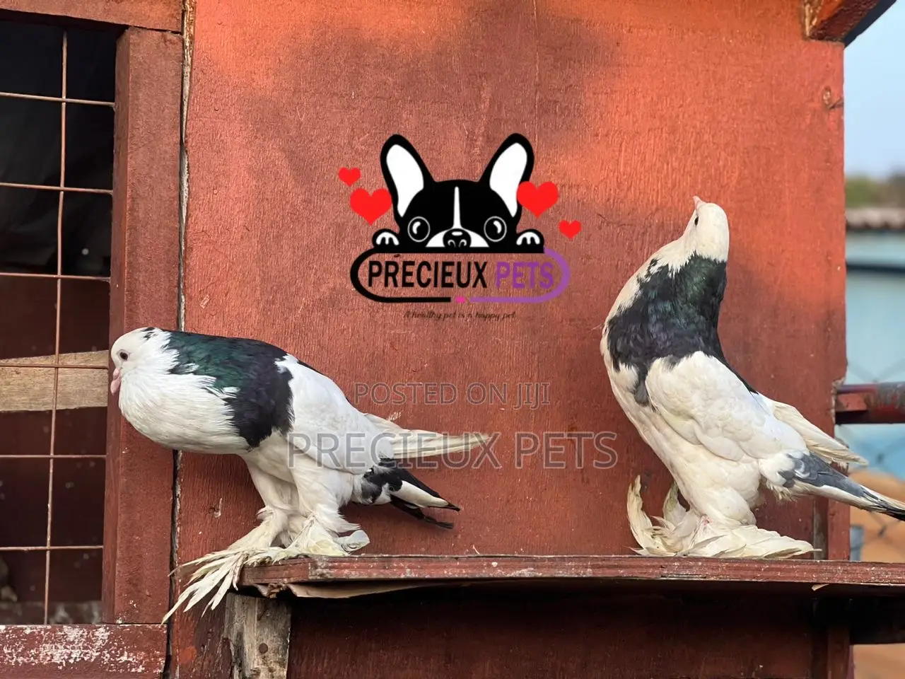 1 Pair of Pomeranian Pouter Pigeons