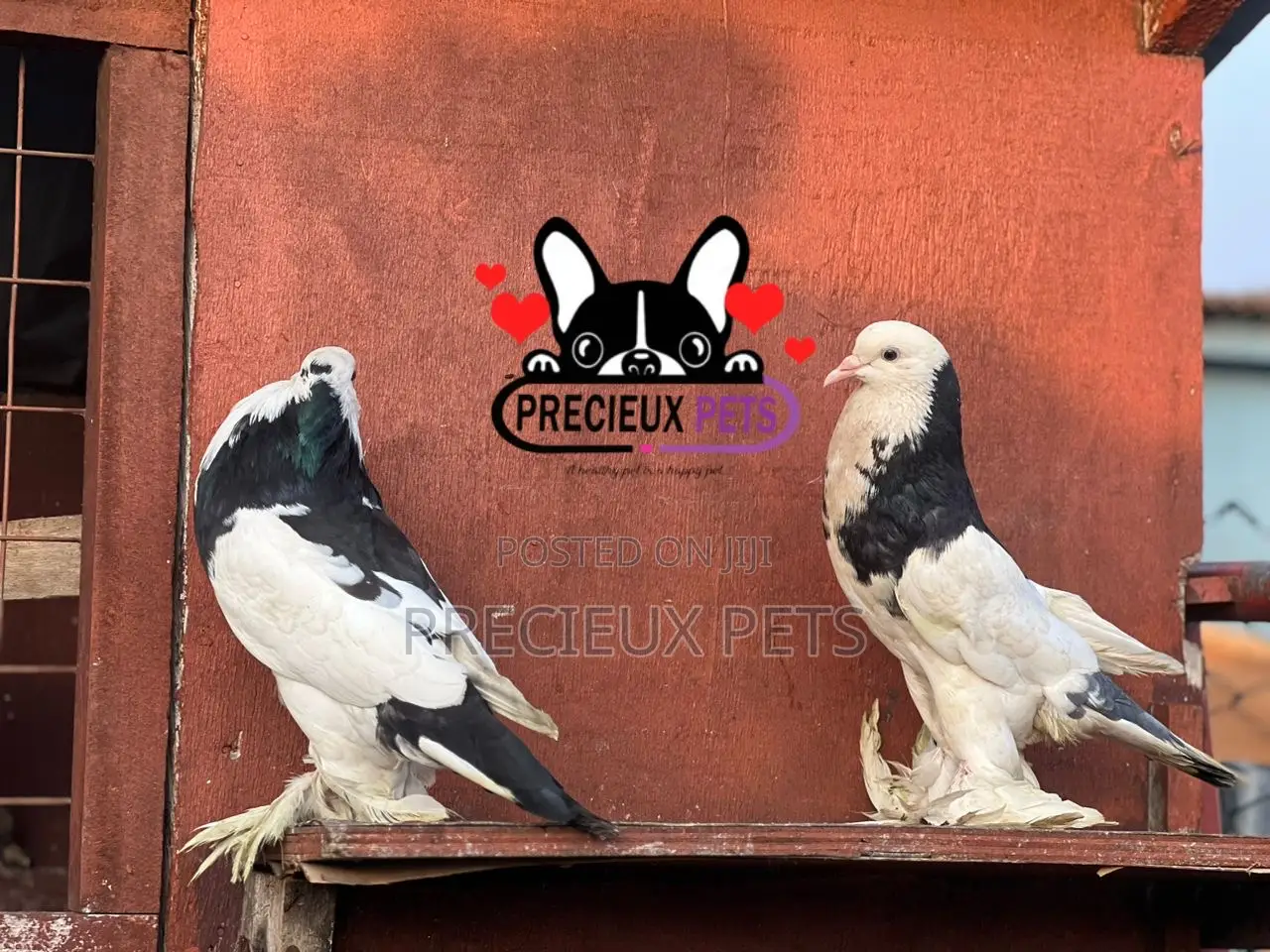 1 Pair of Pomeranian Pouter Pigeons