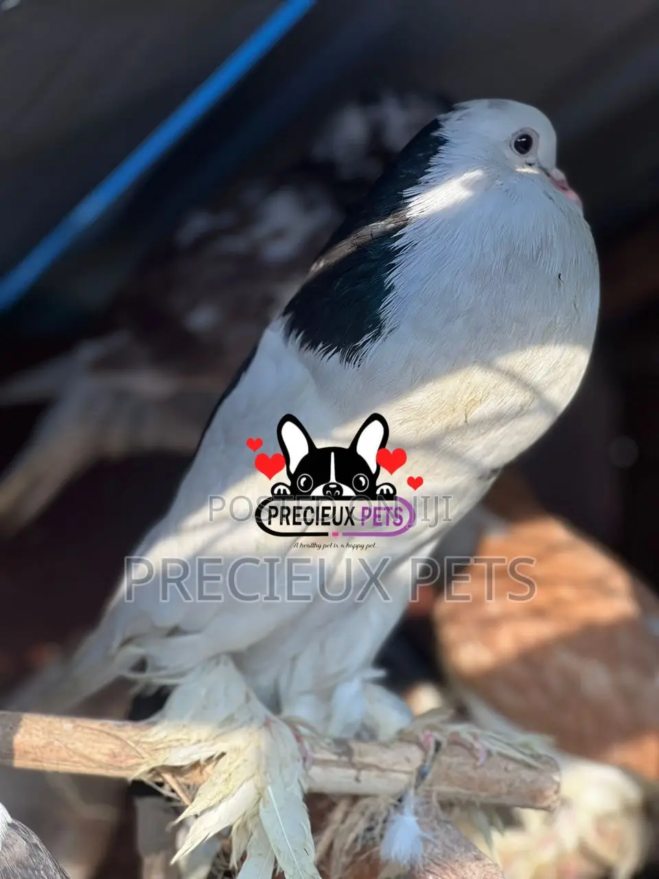 1 Adult Male Pomeranian Pouter