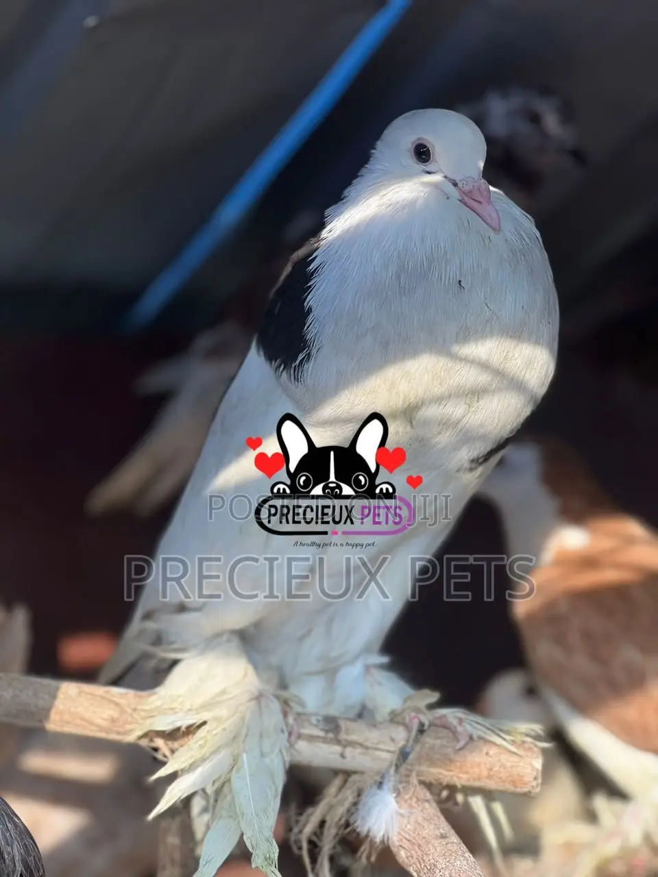 1 Adult Male Pomeranian Pouter
