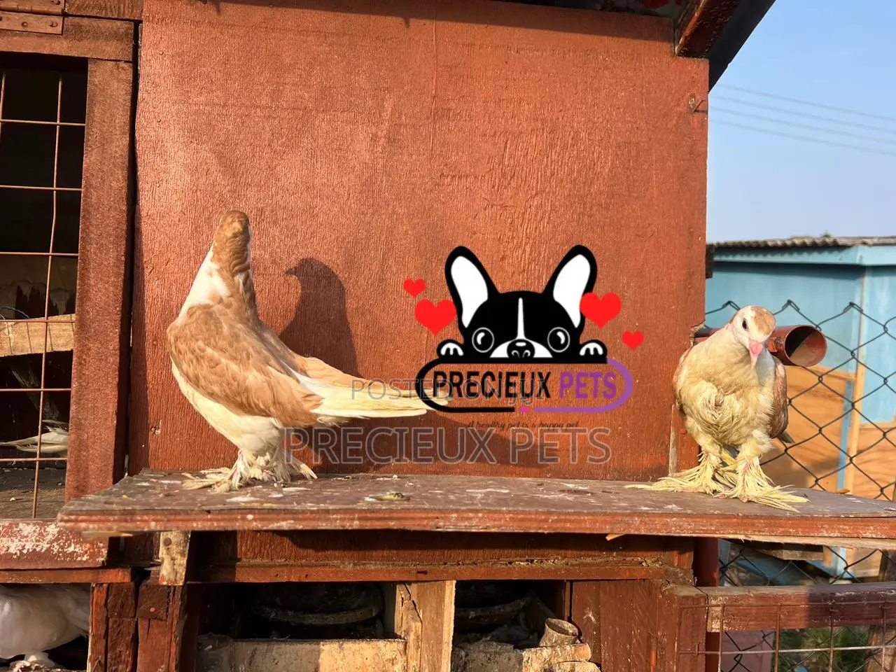 1 Pair of Lahore Pigeons 00020