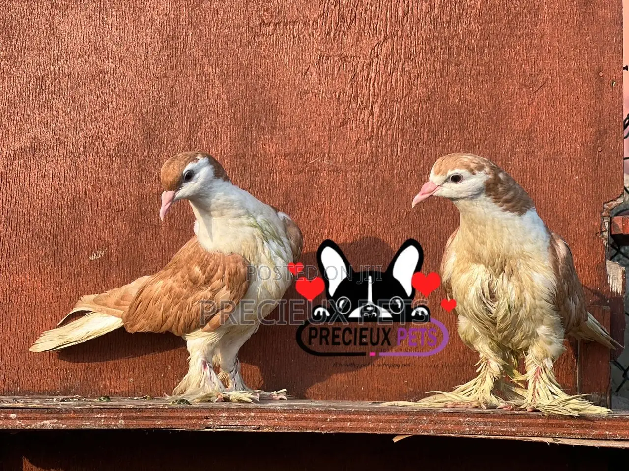 1 Pair of Lahore Pigeons 00020