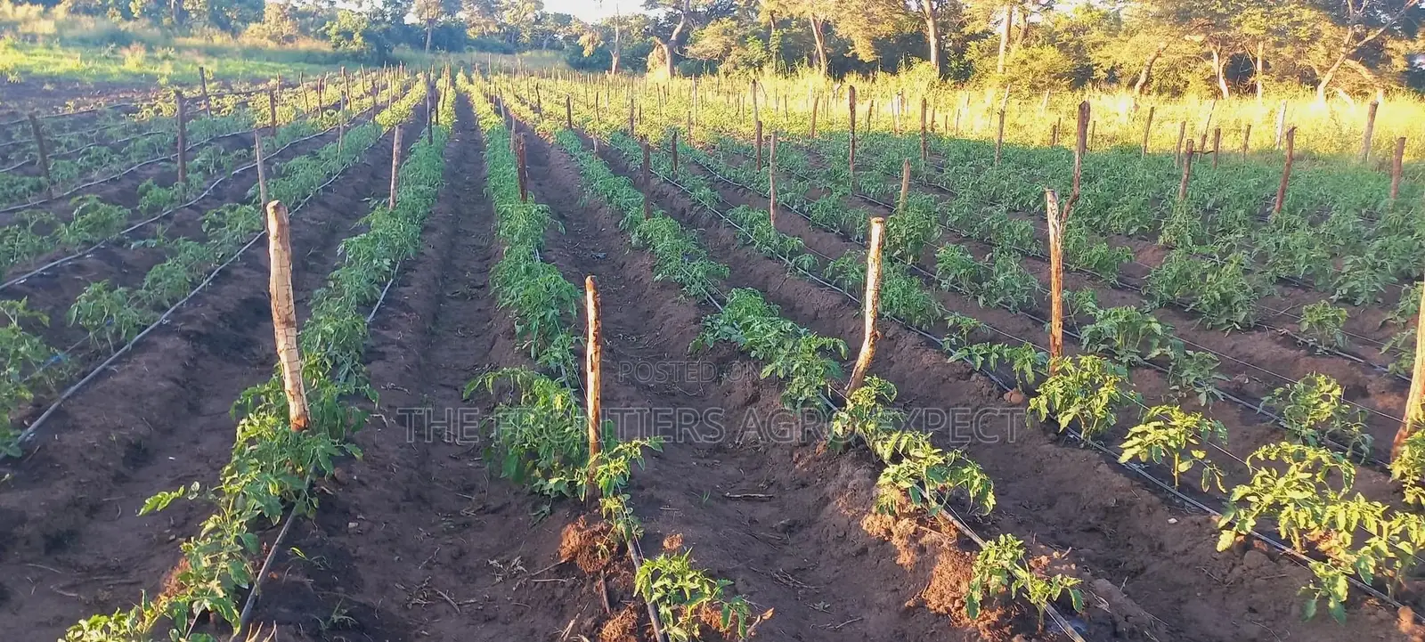 Irrigation Installation and Technology Service Provider