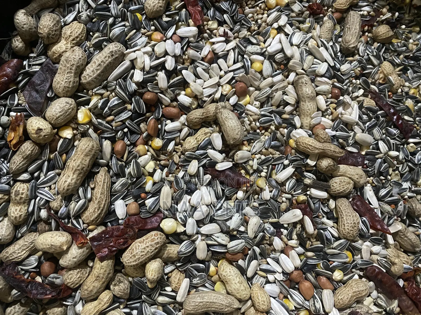 Parrot Feed