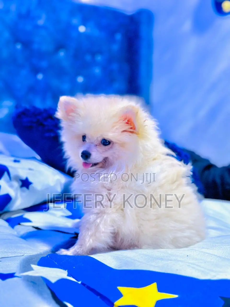 1-3 months Male Purebred Pomeranian