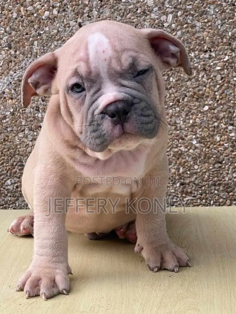 1-3 months Male Purebred American Bully