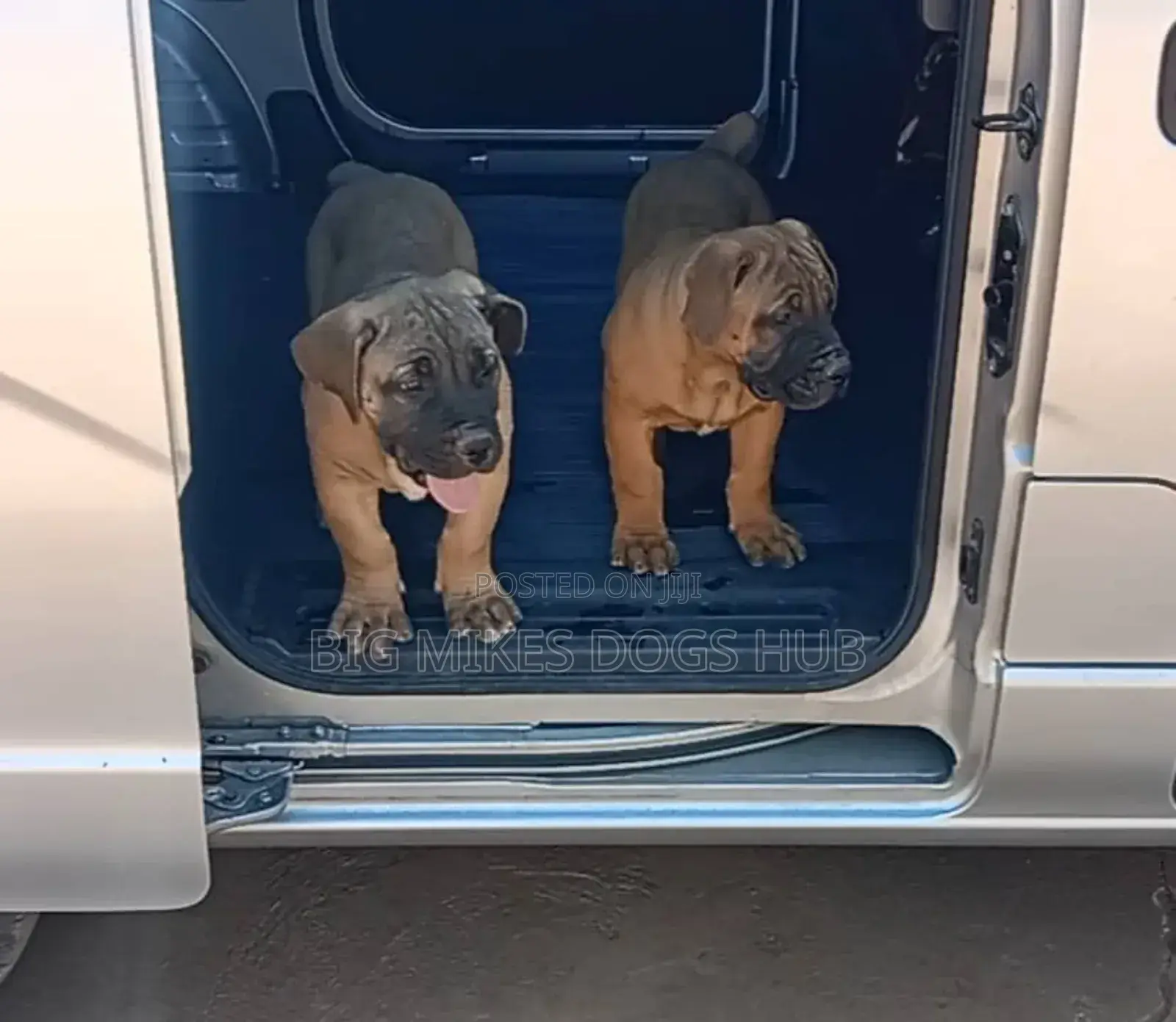 3-6 months Male Purebred Boerboel