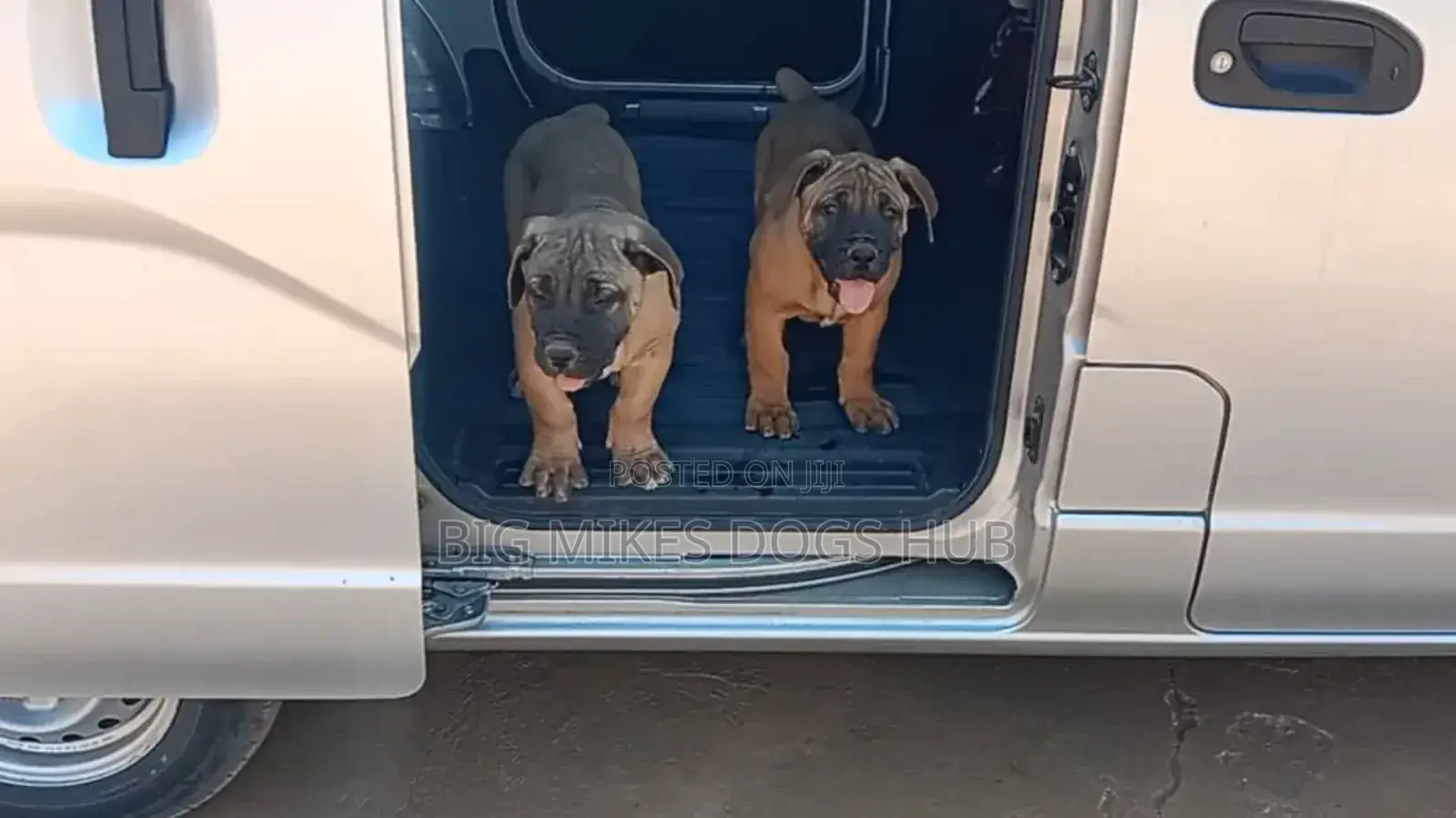 3-6 months Male Purebred Boerboel