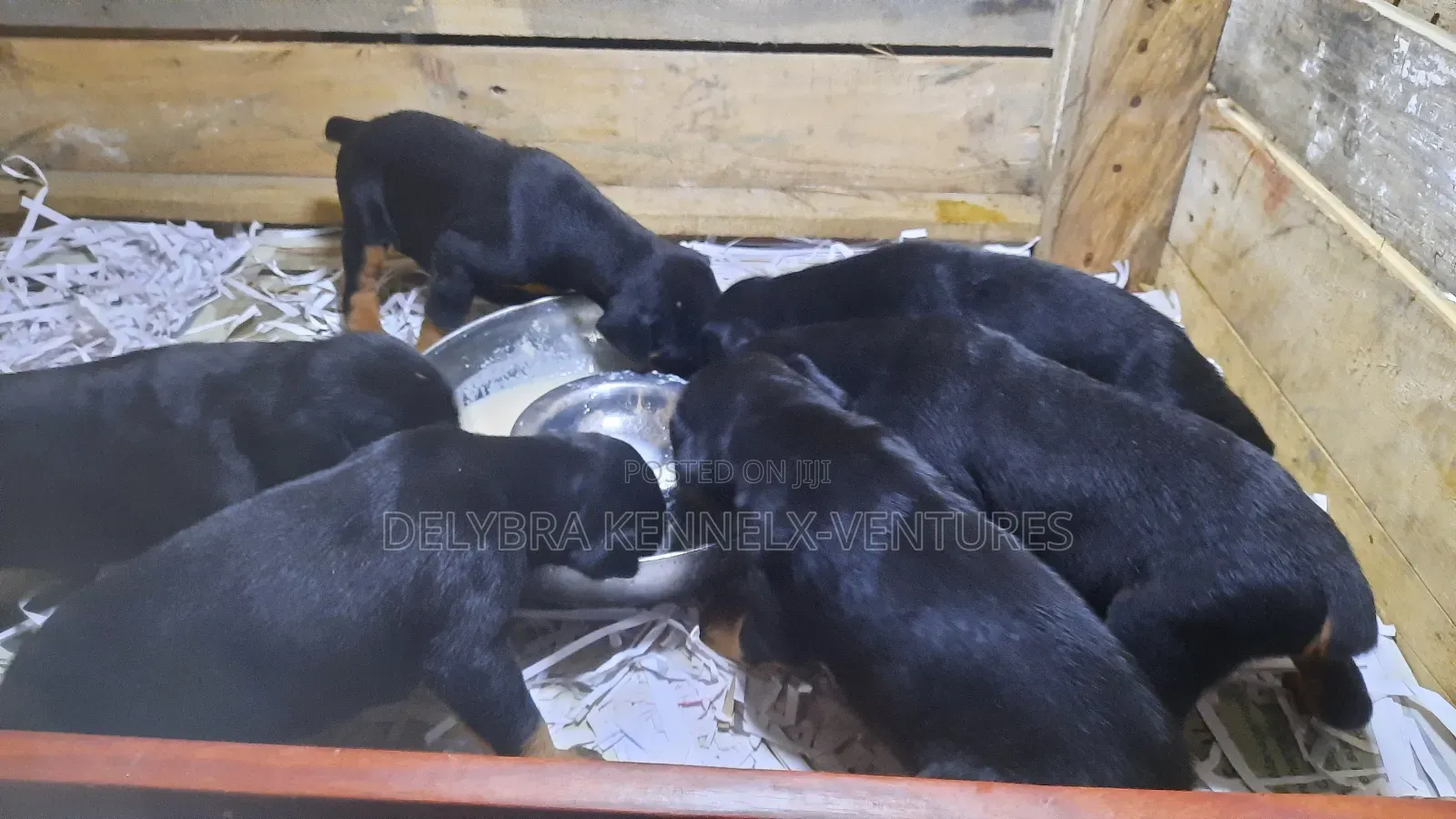 1-3 months Male Purebred Doberman Pinscher