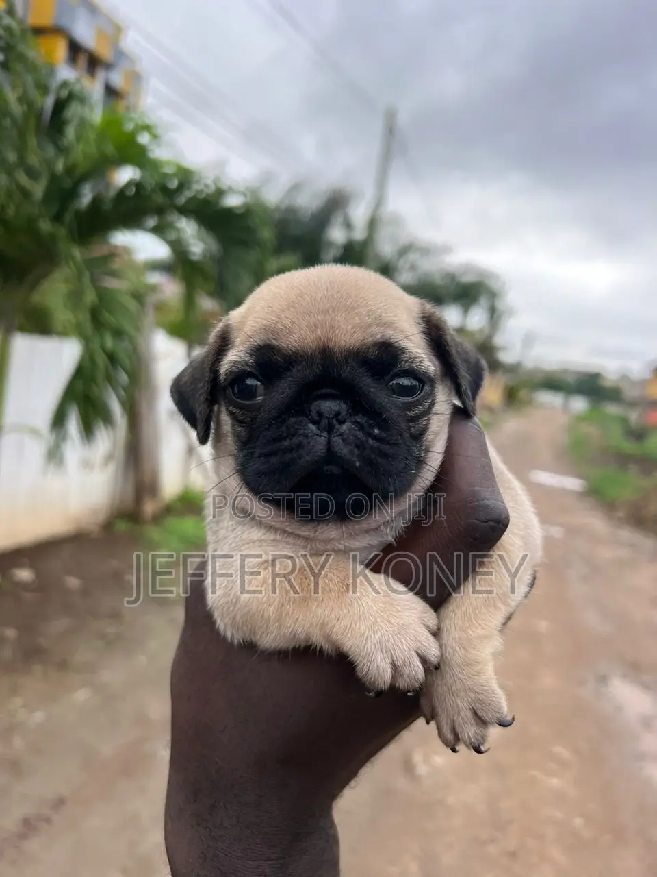 1-3 months Female Purebred Pug