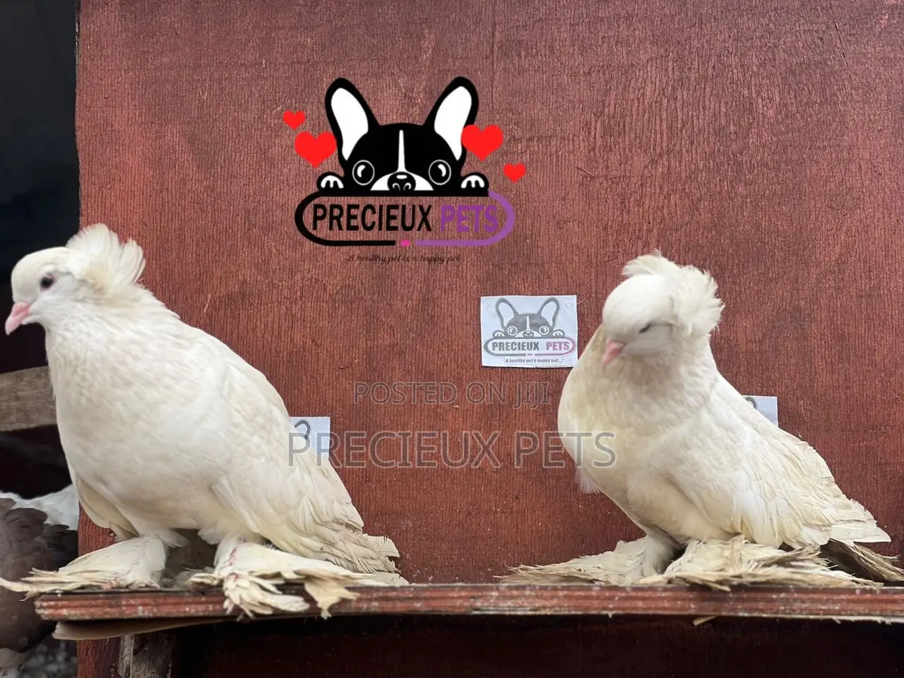 1 Pair of White Giant Hungarian House Pigeons