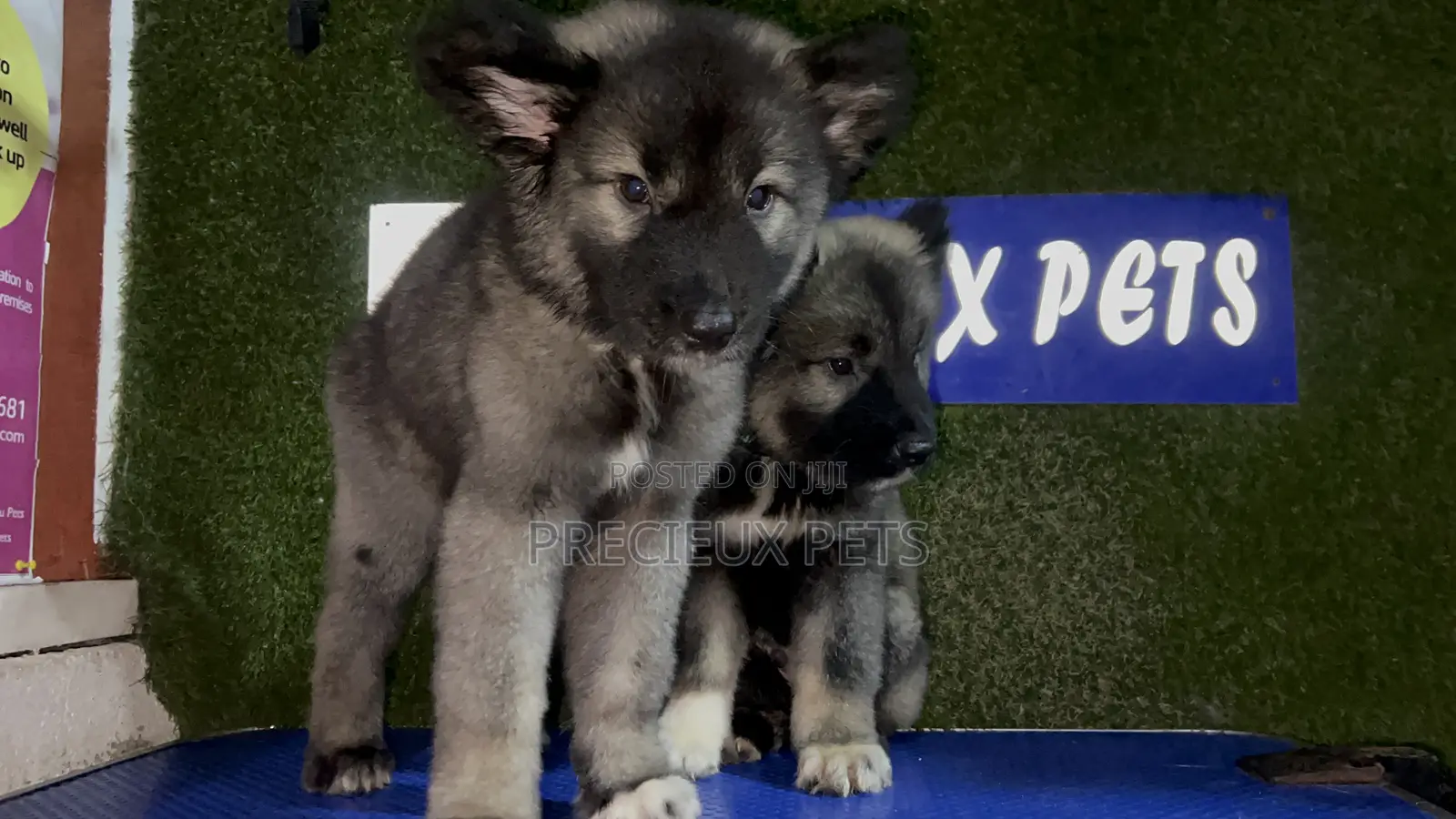 1-3 months Male Purebred Caucasian Shepherd