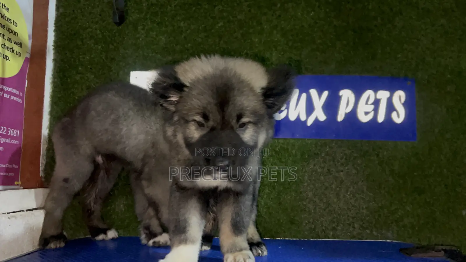 1-3 months Male Purebred Caucasian Shepherd